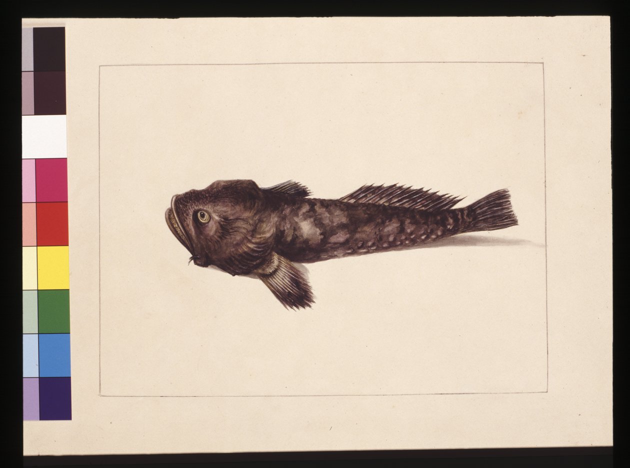 Pagina 8. Doubtful Lophius. Ora noto come Frog Fish, c.1789-90 da Sarah Stone