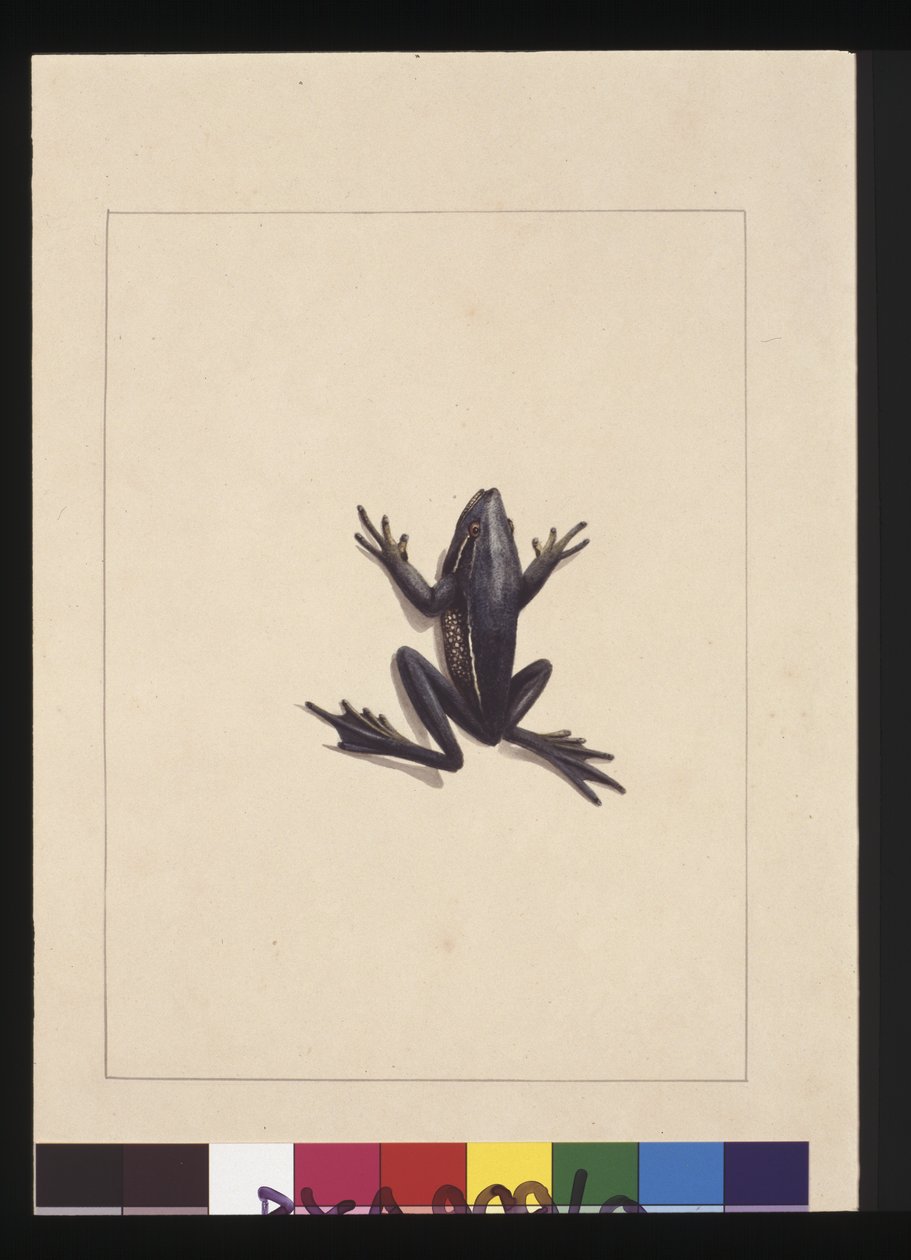 Pagina 9. Rana Blu. Ora noto come una Rana Verde degli Alberi, c.1789-90 da Sarah Stone