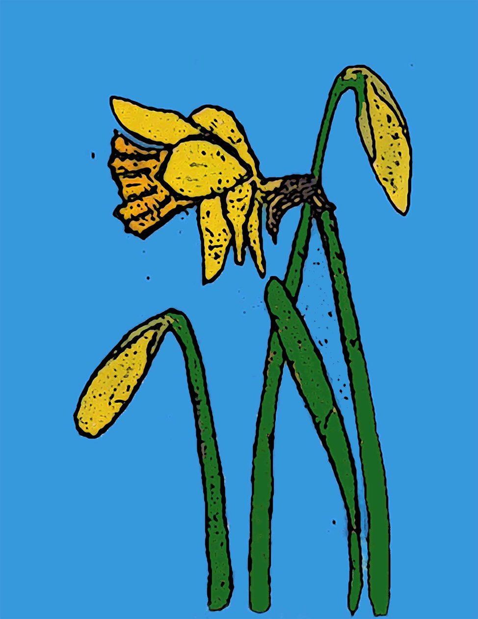 Narcisi da Sarah Thompson Engels