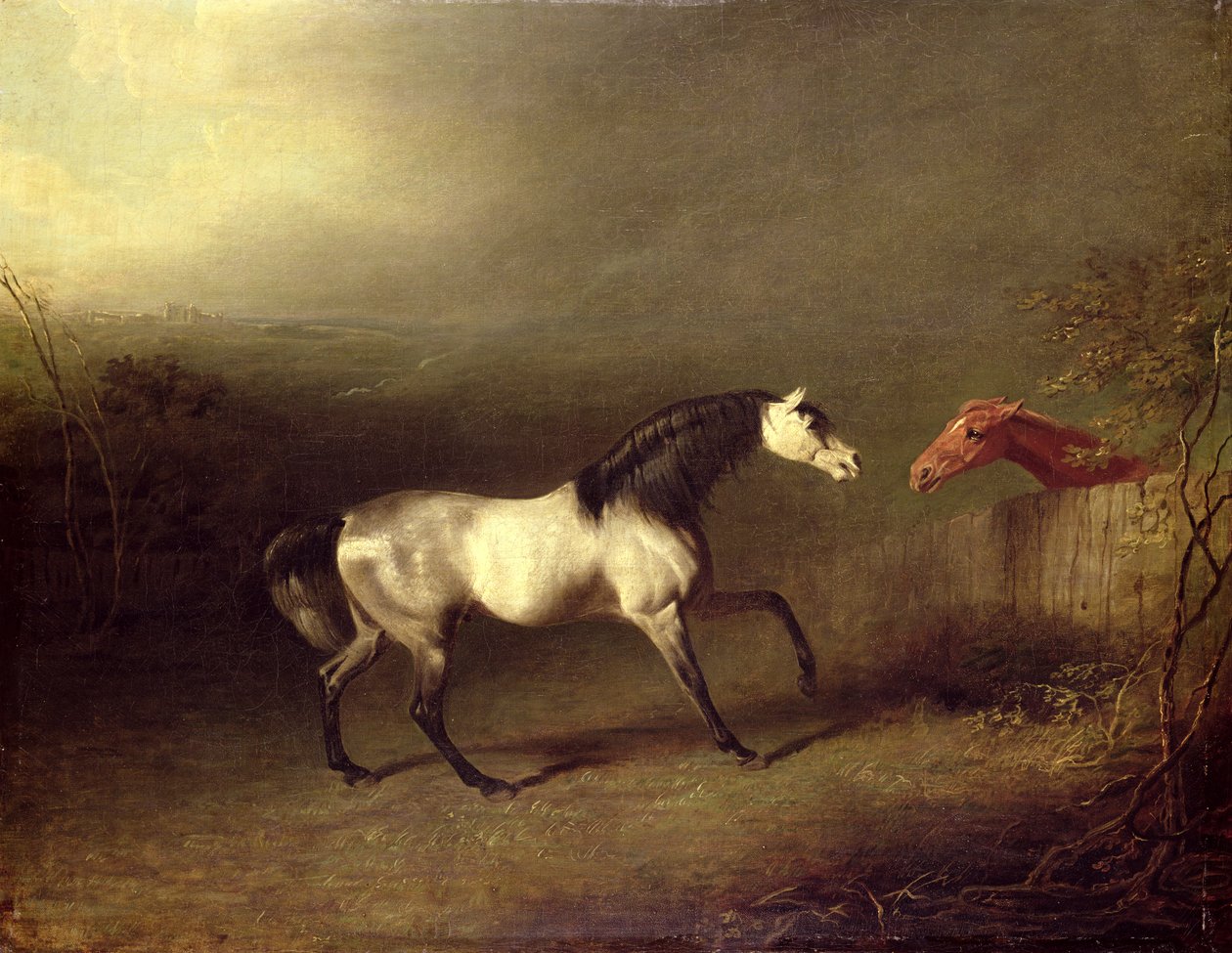 Il cavallo arabo grigio da Sawrey Gilpin