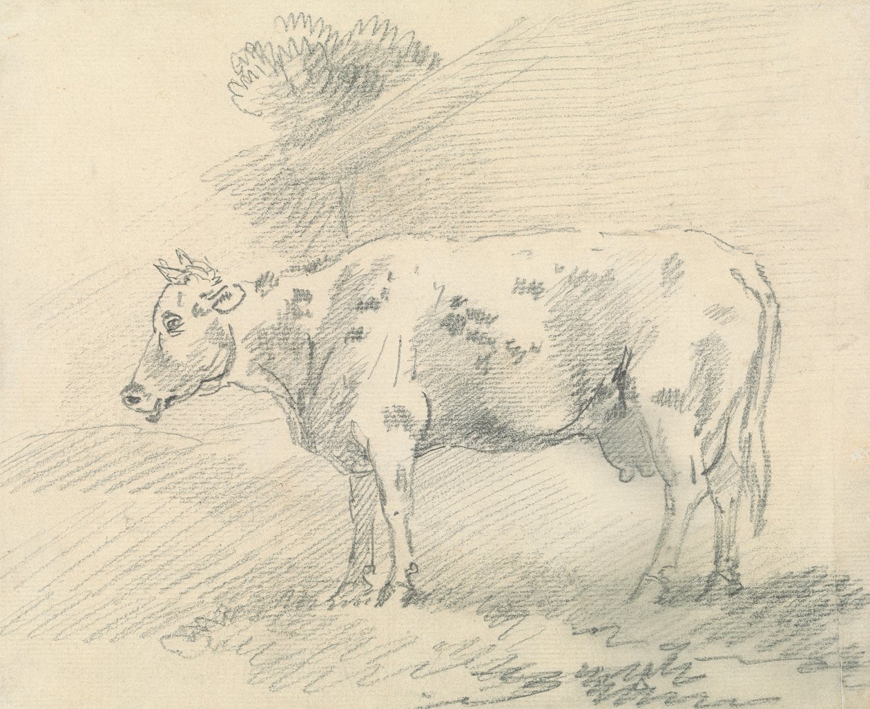 Mucca da Sawrey Gilpin