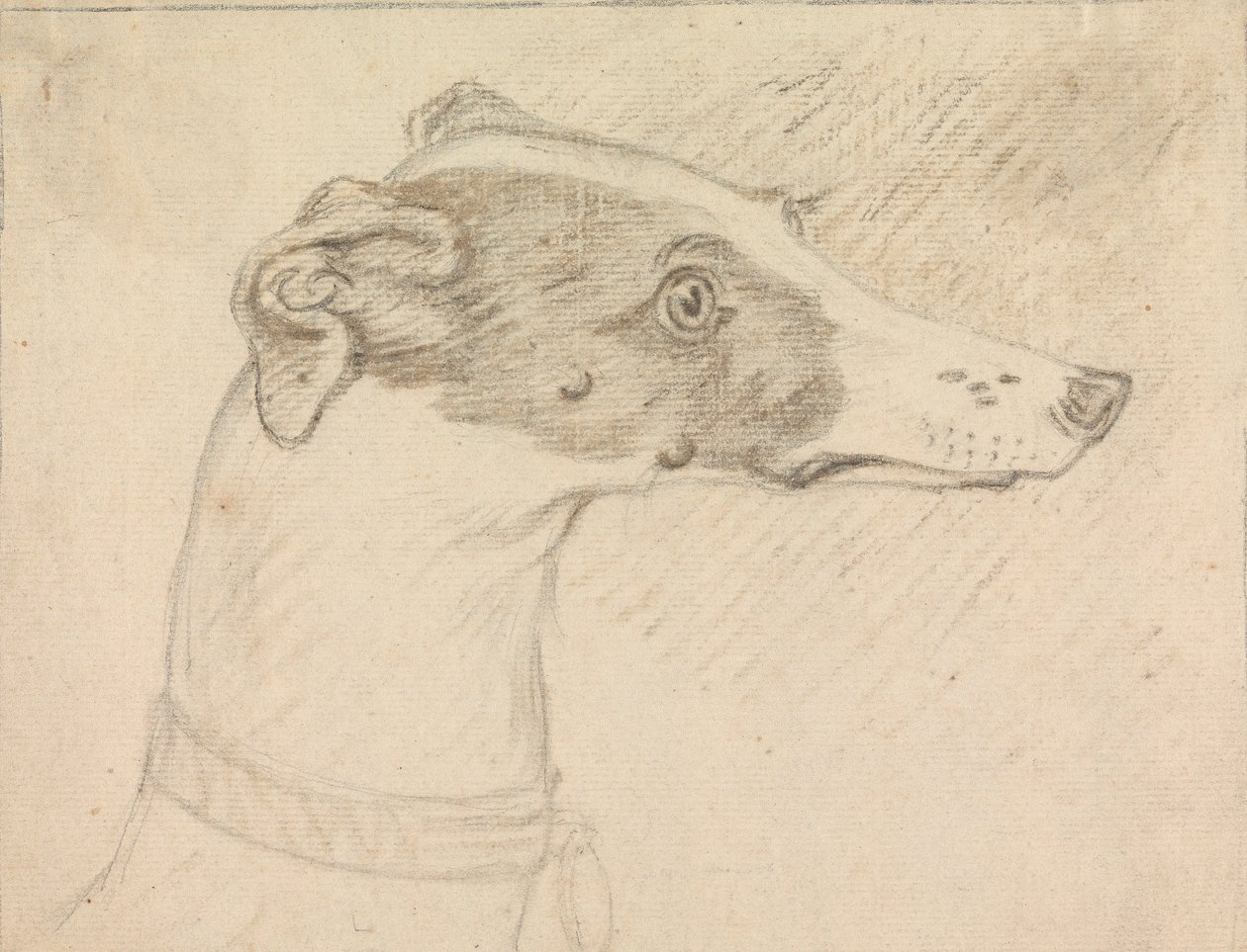 Ritratto di Testa di Levriero da Sawrey Gilpin