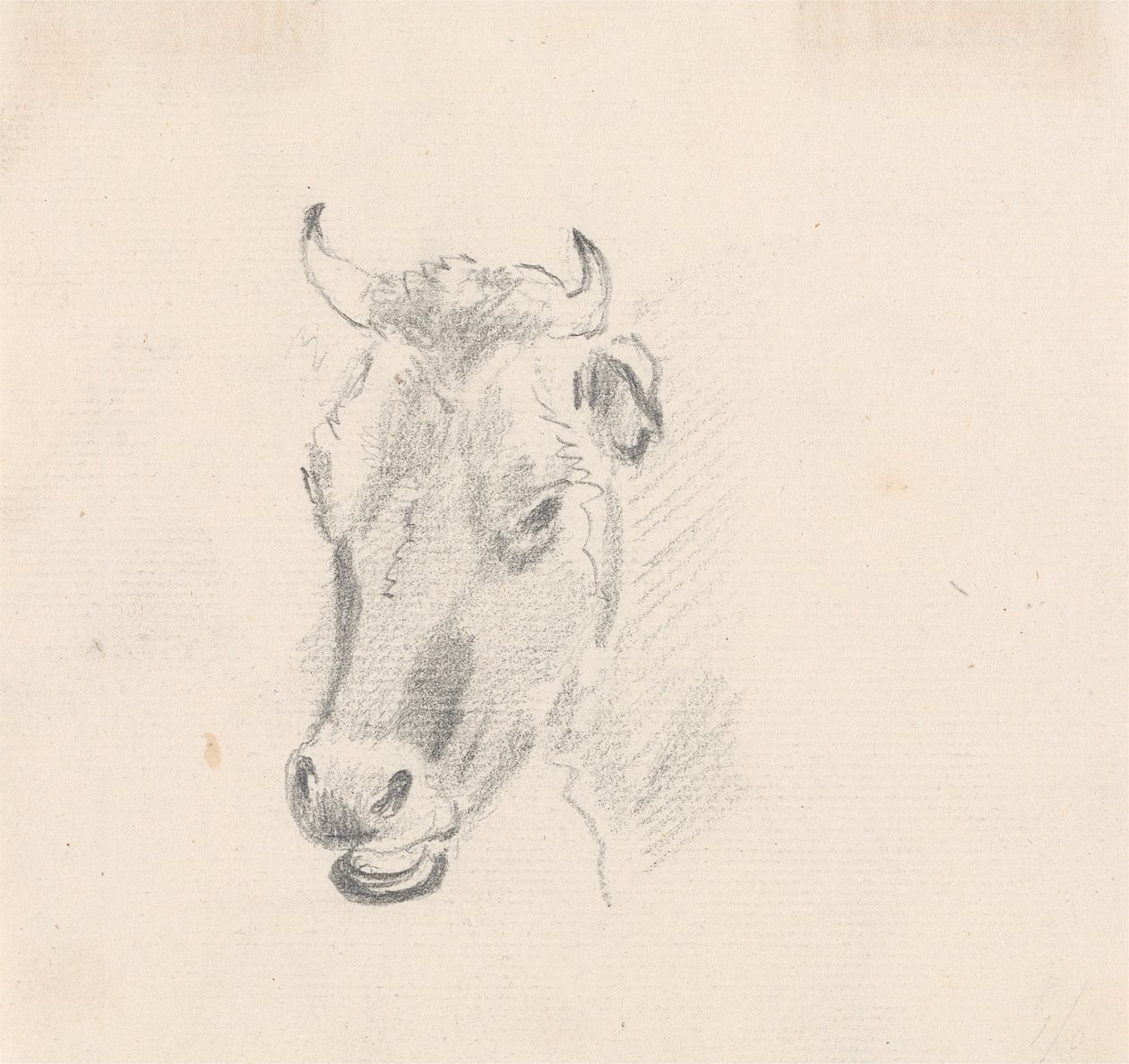 Studio della testa di una mucca da Sawrey Gilpin