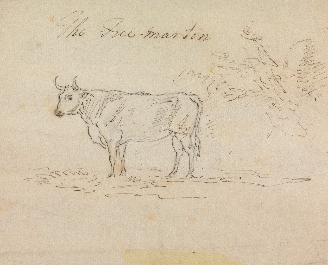 Il Free-Martin da Sawrey Gilpin
