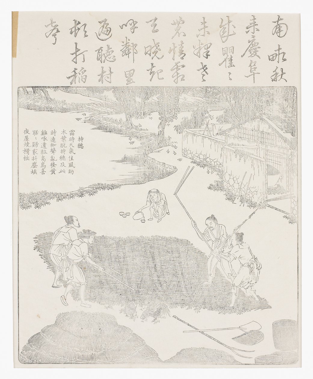 Trebbiare il riso da School Chinese
