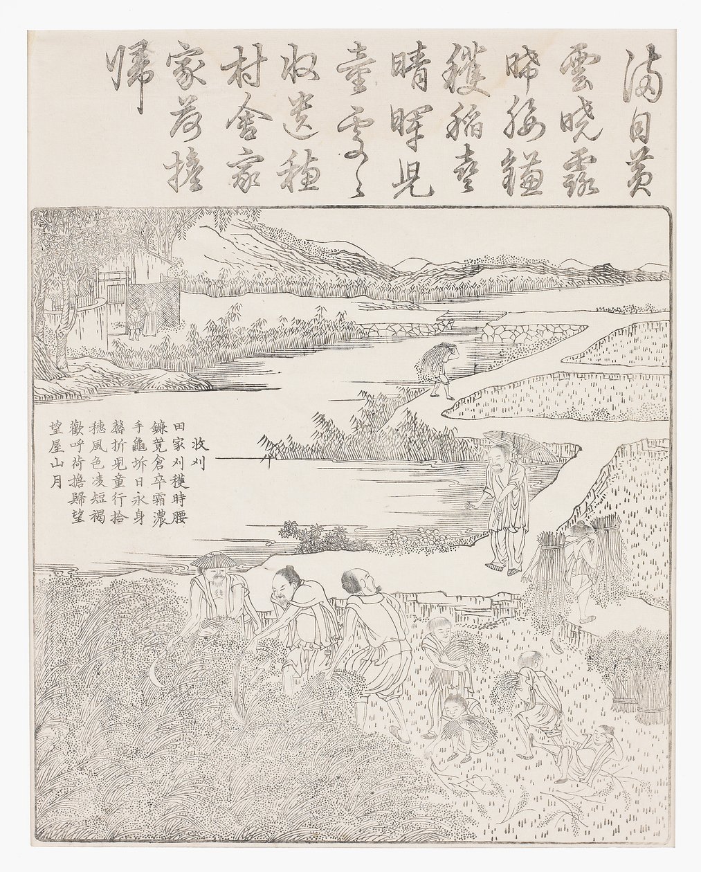 Raccolta del riso da School Chinese