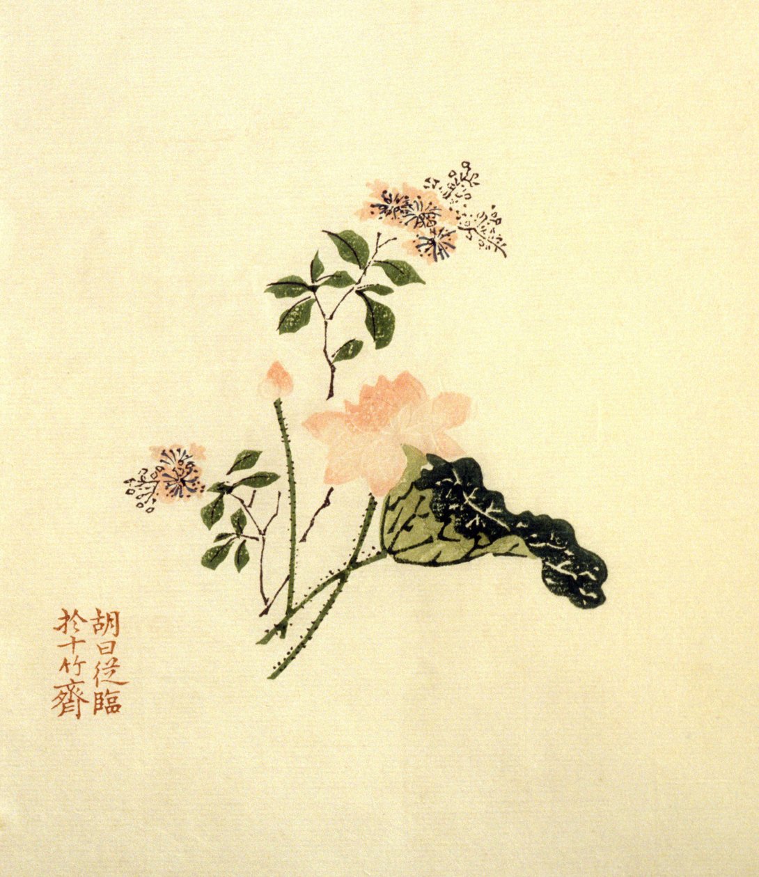 Fiore di loto da School Chinese