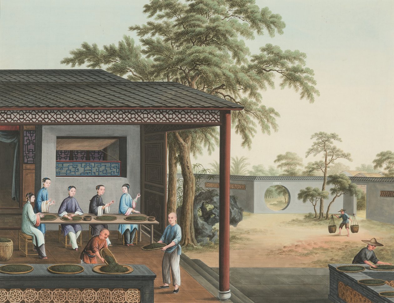Produzione del tè, c. 1820 da School Chinese