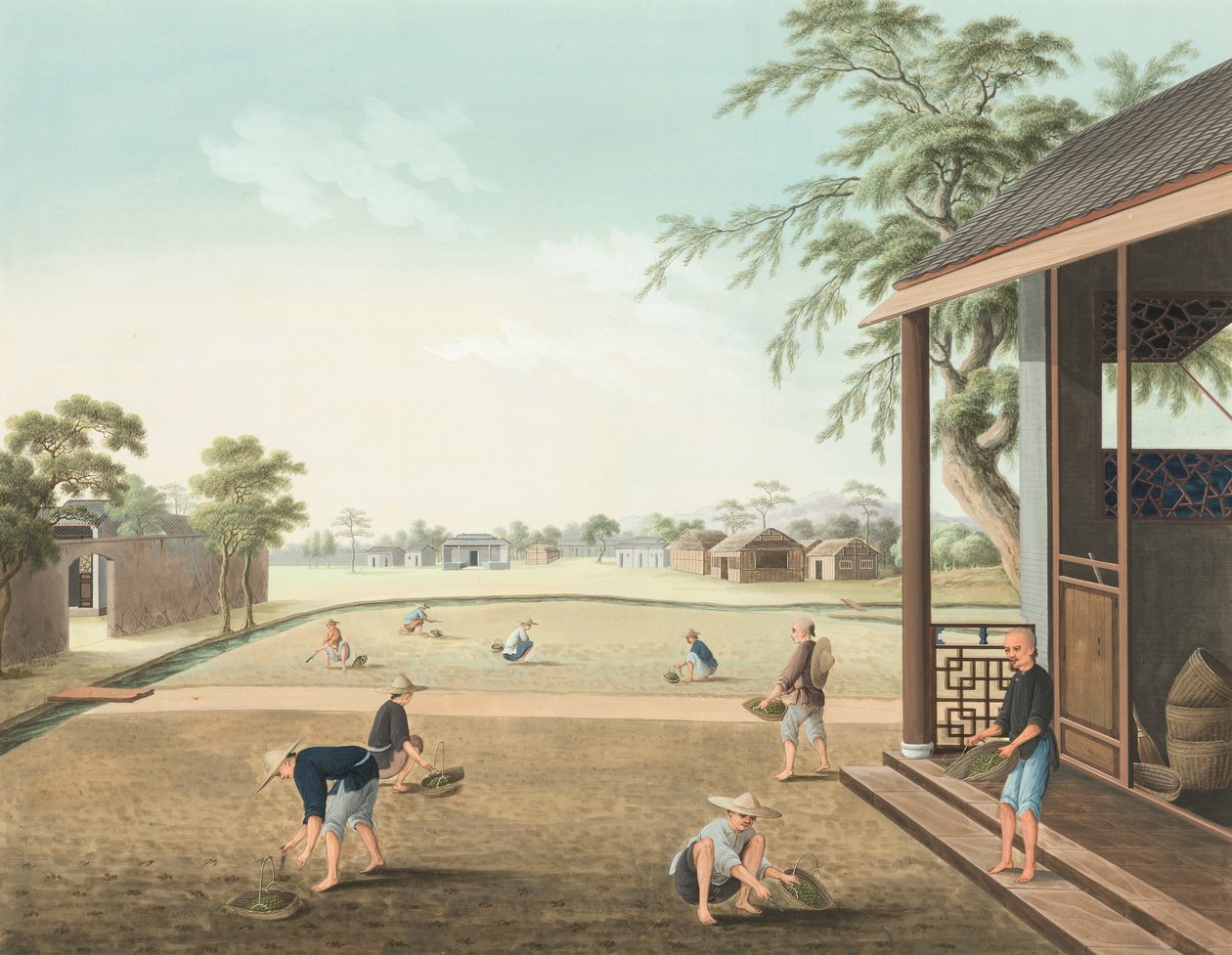 Produzione del tè, c. 1820 da School Chinese