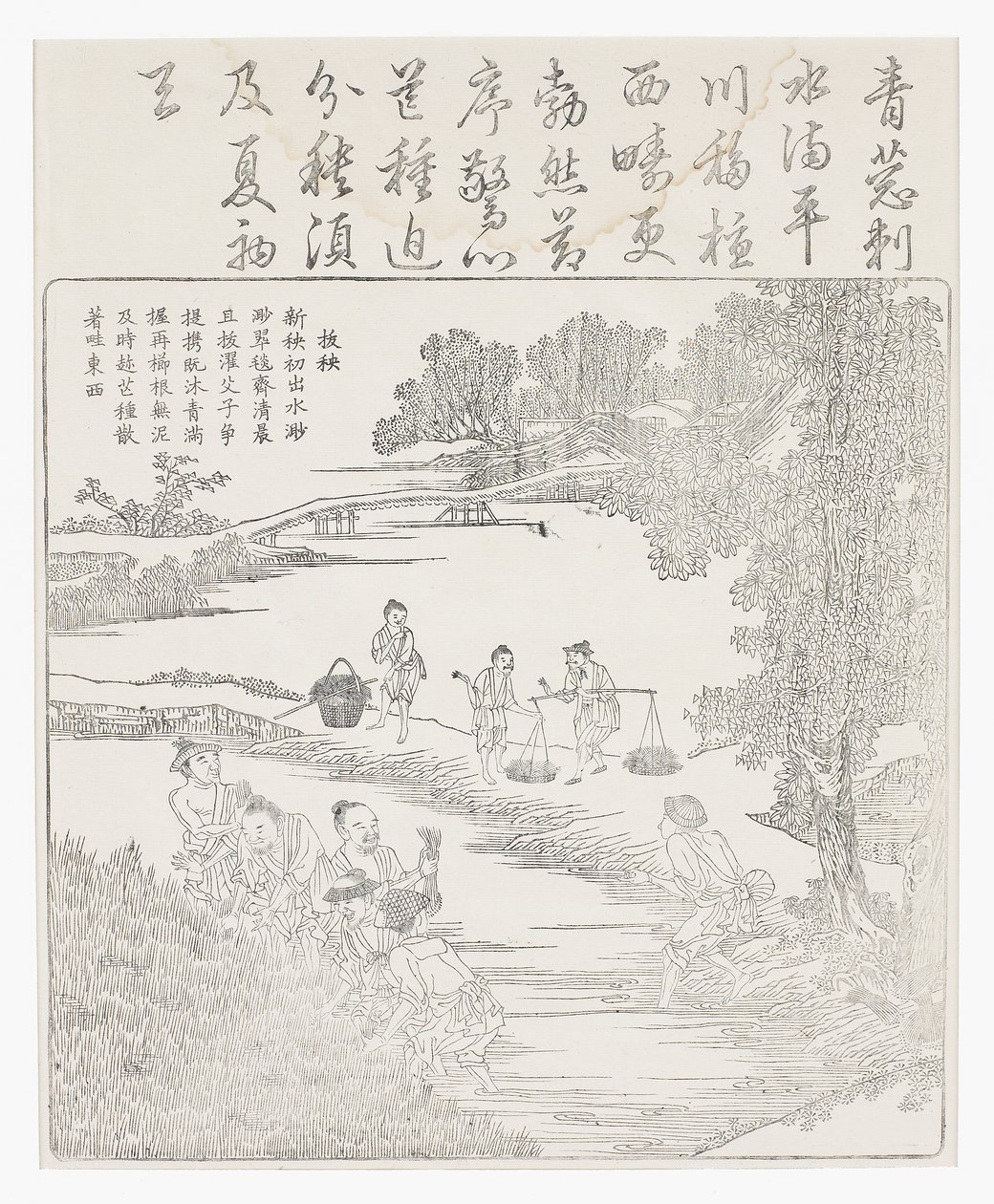 Trapiantare le piantine di riso da School Chinese