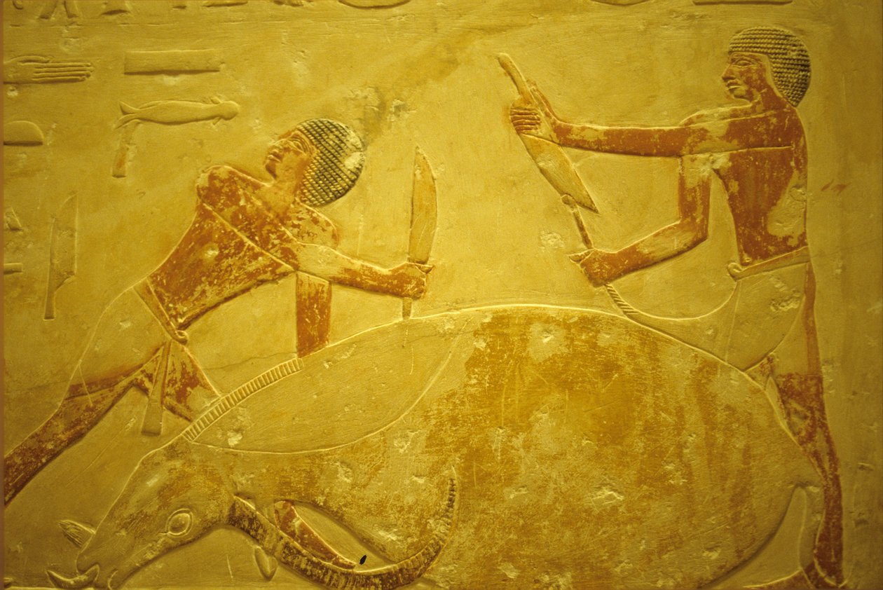 Antico Egitto, Scultura/pittura murale, Mastaba/Tomba di Idout, Saqqara, 2323-2150 a.C., Toro macellato per il sacrificio da School Egyptian
