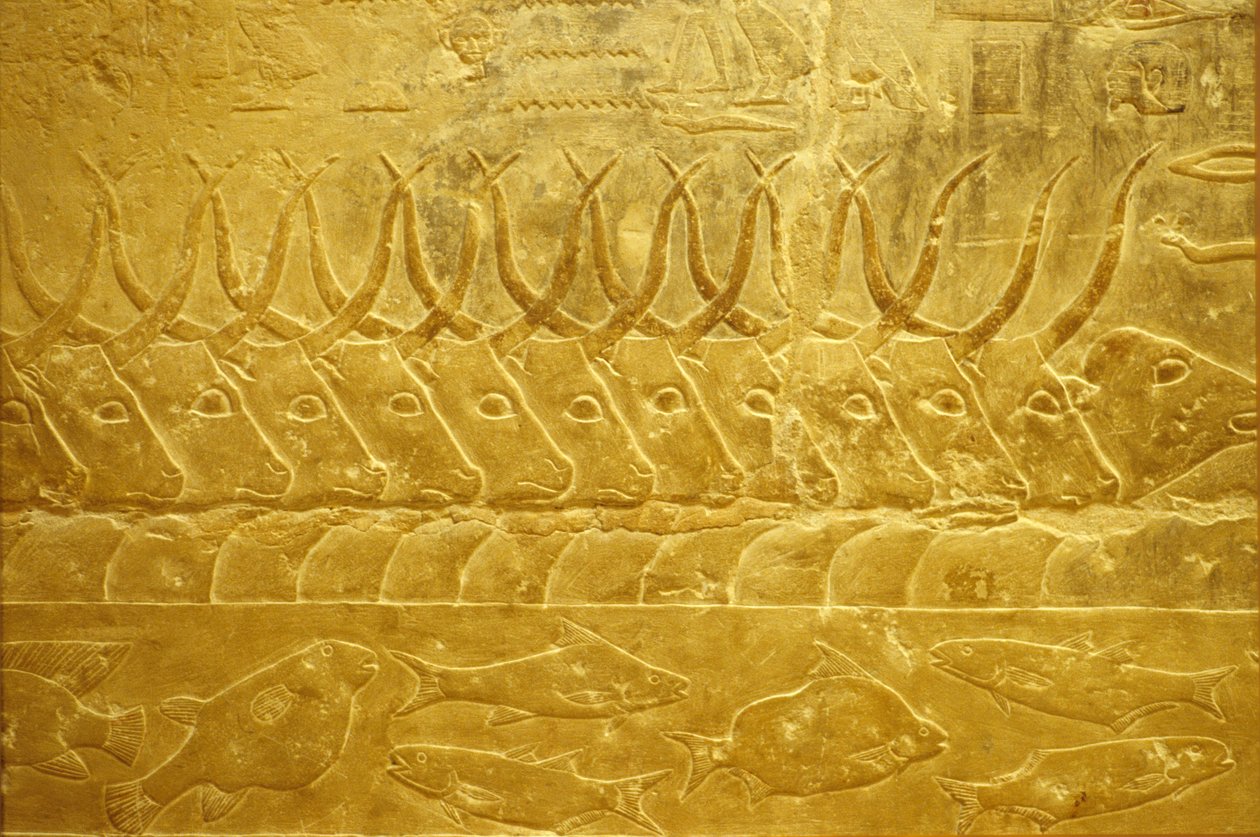 Antico Egitto, Incisione murale/pittura, Mastaba/Tomba di Idout, Saqqara, 2323-2150 a.C., Bovini che attraversano un fiume (foto) da School Egyptian