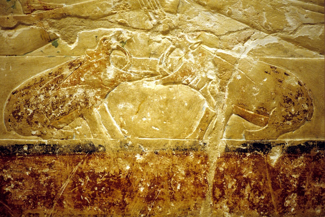 Antico Egitto, Incisione/pittura murale, Mastaba/Tomba di Idout, Saqqara, VI Dinastia, Due ippopotami che combattono da School Egyptian