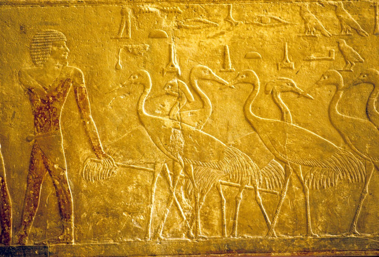 Antico Egitto, Incisione murale/pittura, Mastaba/Tomba di Ti, Saqqara, V Dinastia, Un contadino che guida gru addomesticate (foto) da School Egyptian