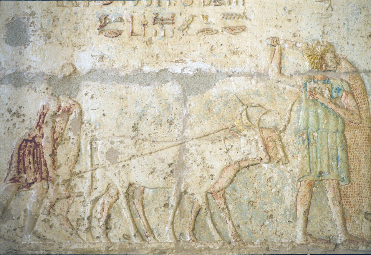 Antico Egitto, Incisione murale/pittura, Tomba di Petosiris, Tuna el Gebel, 300 a.C., Aratura e semina dei campi (foto) da School Egyptian