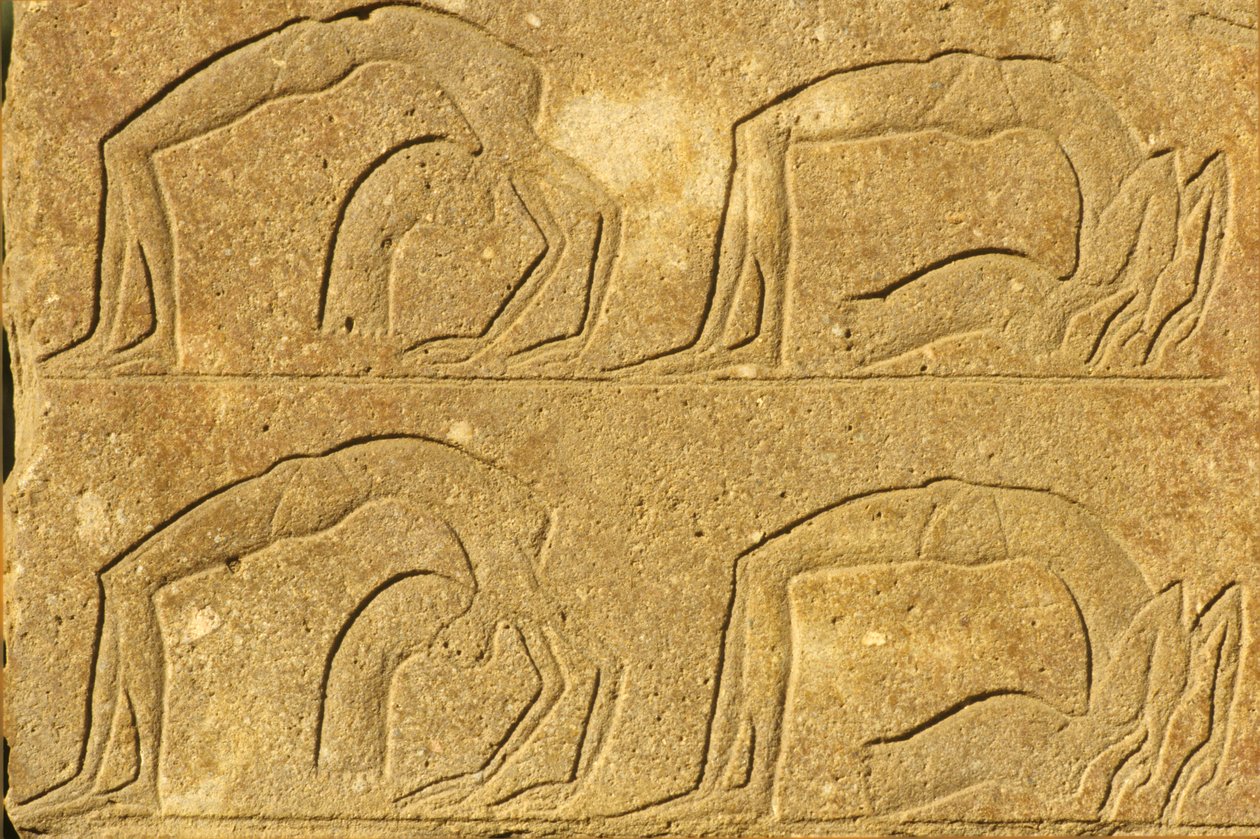 Antico Egitto, Pittura/Scultura murale, Acrobate femminili che si esibiscono, Tempio di Karnak, Luxor da School Egyptian