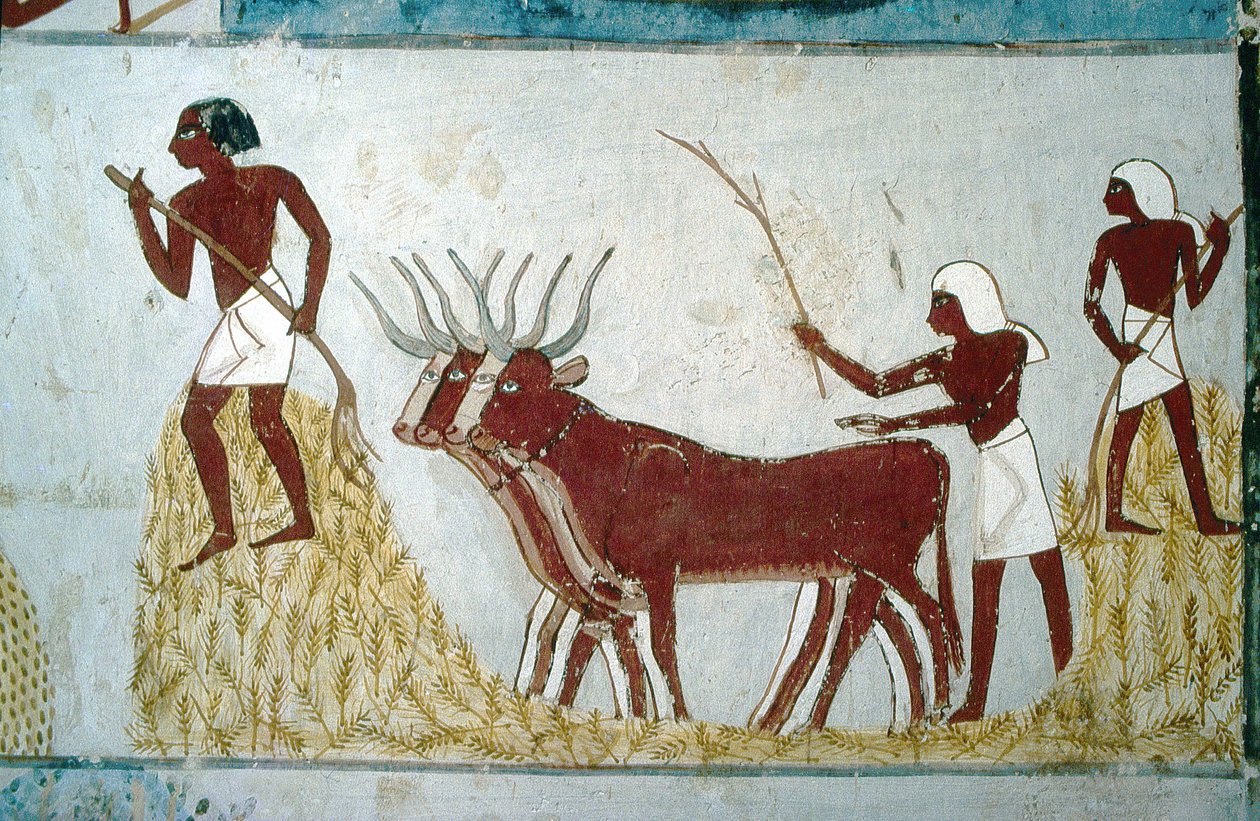 Luxor, Tebe: Tombe dei nobili: la tomba di Nakht. Scena agricola. Valle dei Nobili. da School Egyptian