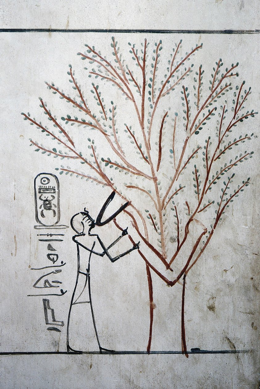 Luxor, Tebe: Valle dei Re. Tomba di Thutmosis III (-1504 - -1450), faraone d
