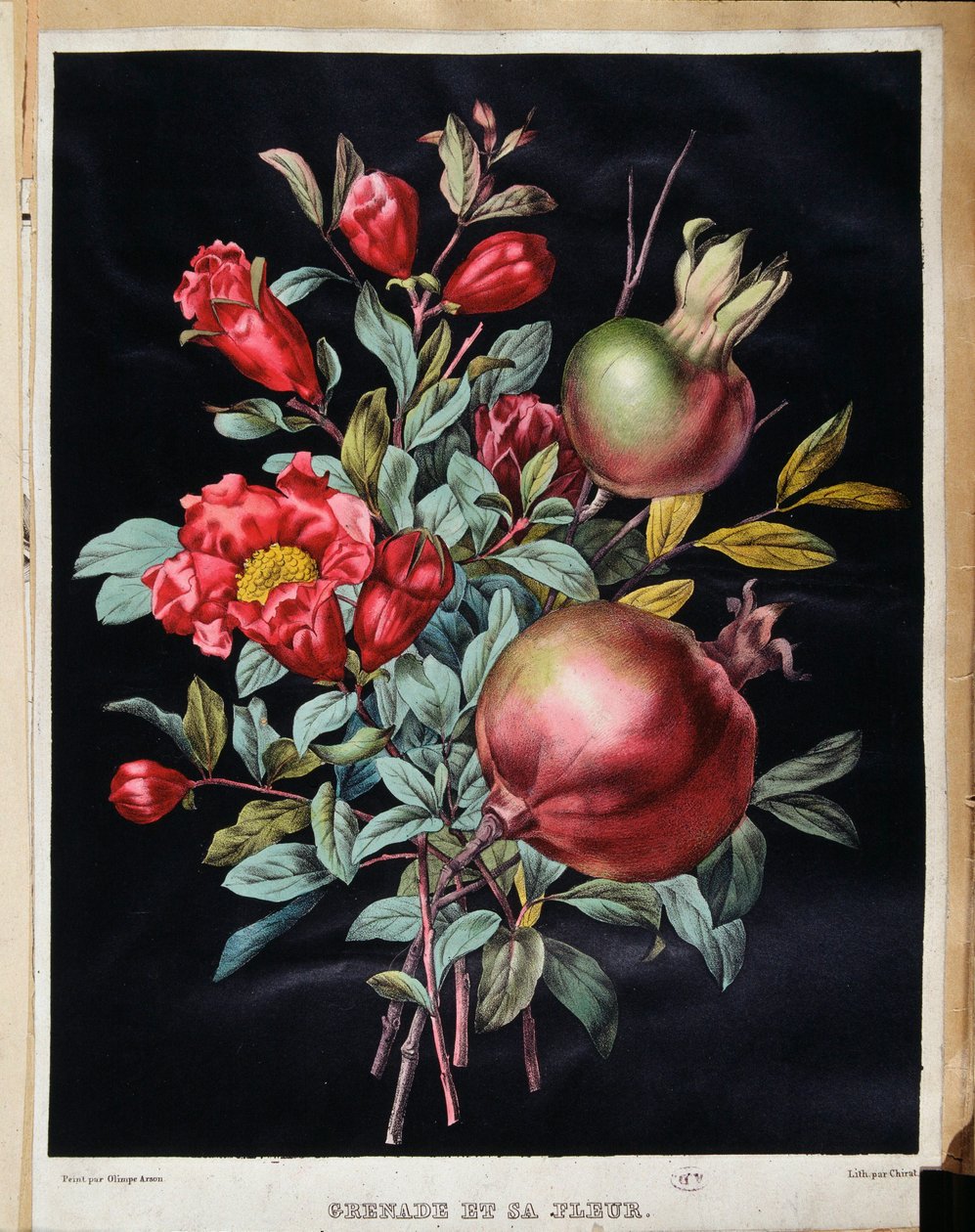 Melograno e il suo fiore - tavola botanica da School French