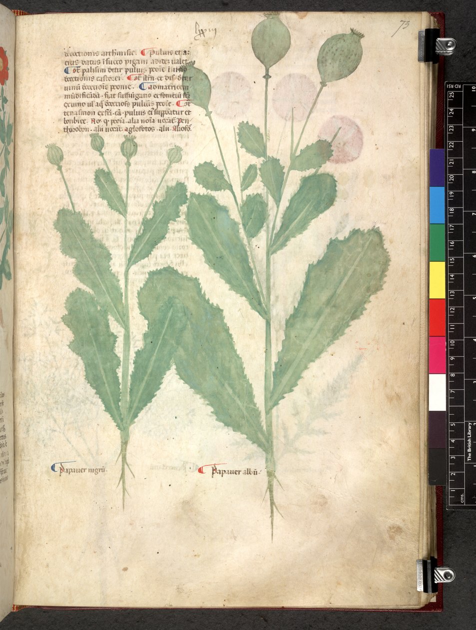 Tractatus de herbis (Erbario) c.1280-1310 da School Italian
