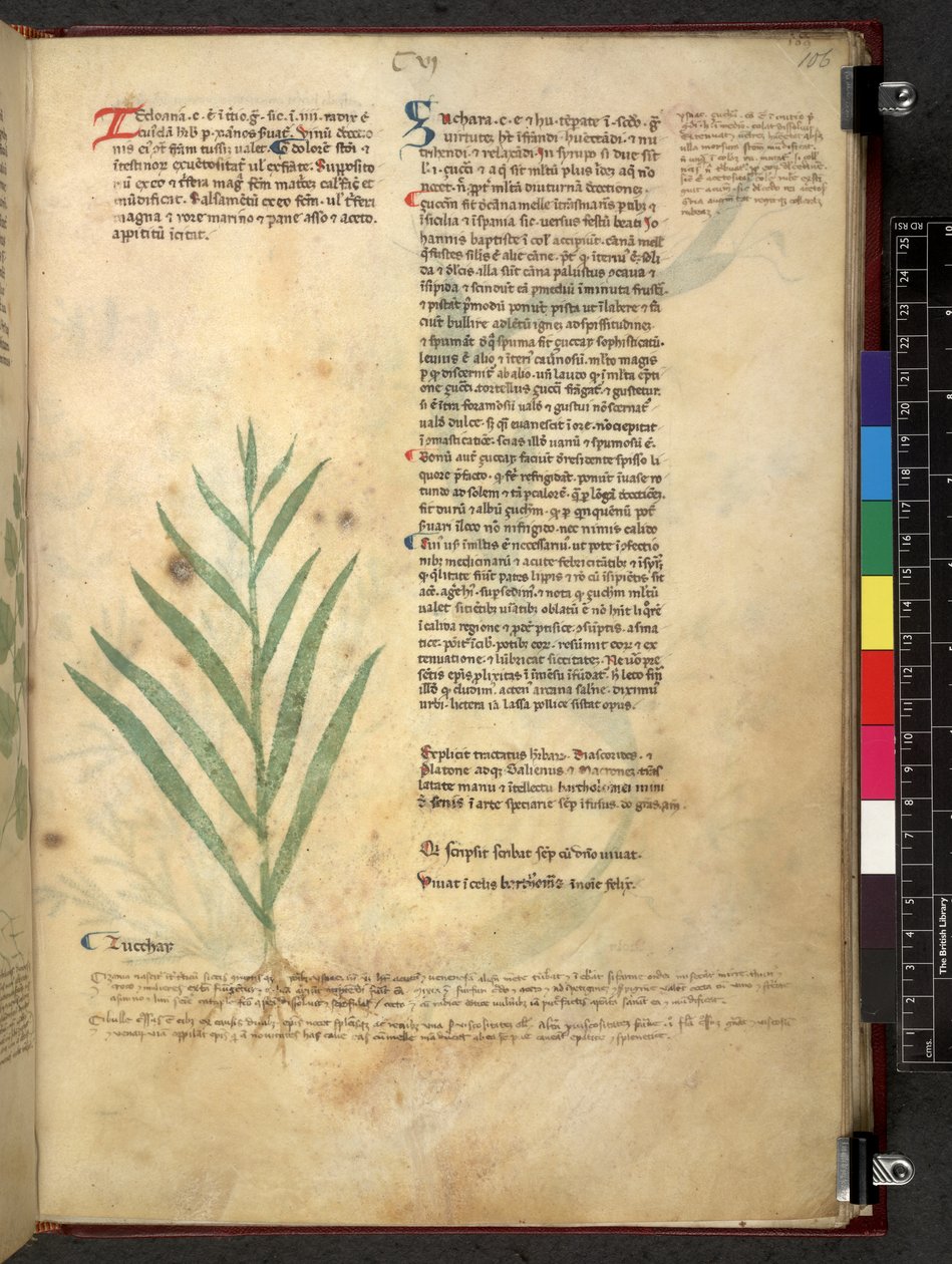 Tractatus de herbis (Erbario) c.1280-1310 da School Italian