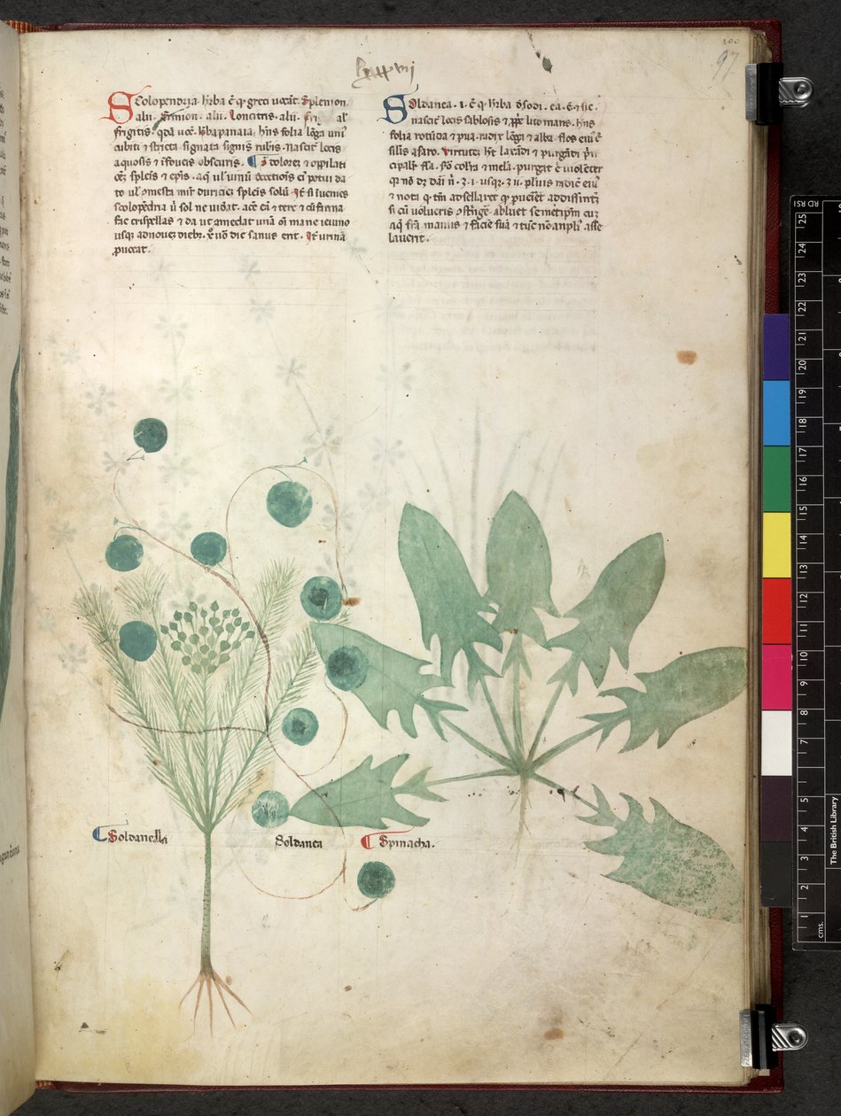 Tractatus de herbis (Erbario) c.1280-1310 da School Italian