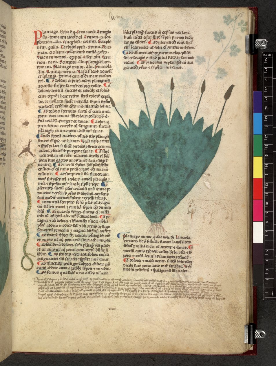 Egerton 747 Tractatus de herbis (Erbario) c.1280-1310 da School Italian