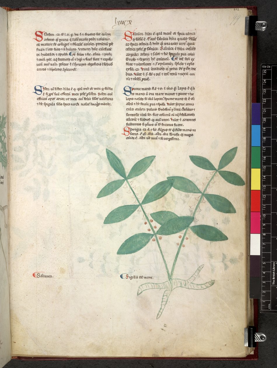Egerton 747 Tractatus de herbis (Erbario) c.1280-1310 da School Italian
