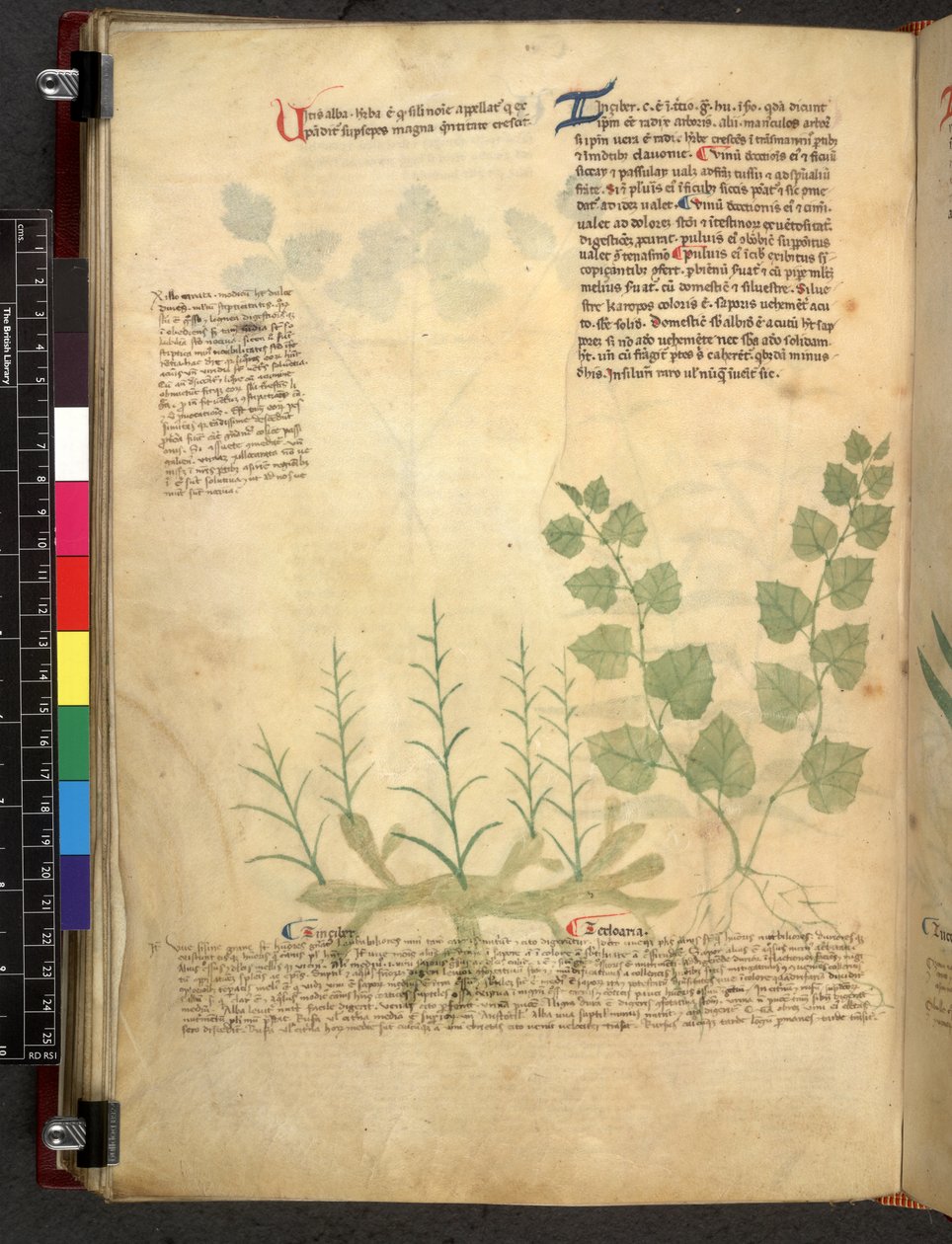 Egerton 747 Tractatus de herbis (Erbario) c.1280-1310 da School Italian