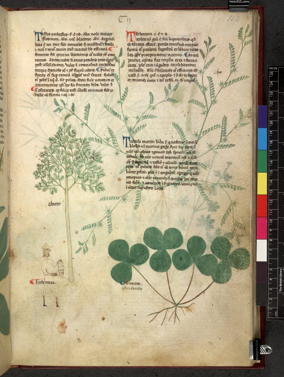 Egerton 747 Tractatus de herbis (Erbario) c.1280-1310 da School Italian
