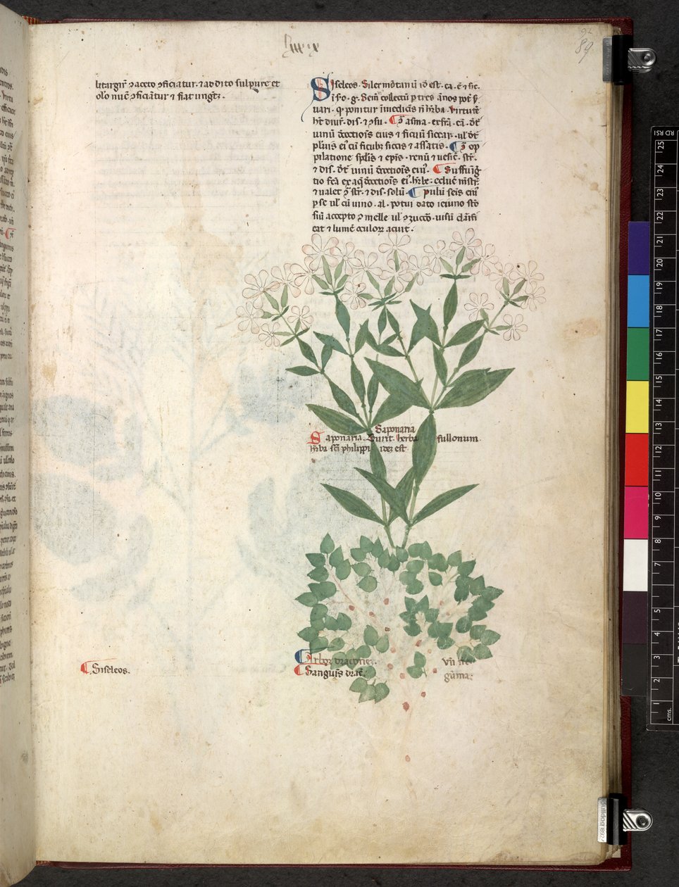 Tractatus de herbis (Erbario) c.1280-1310 da School Italian