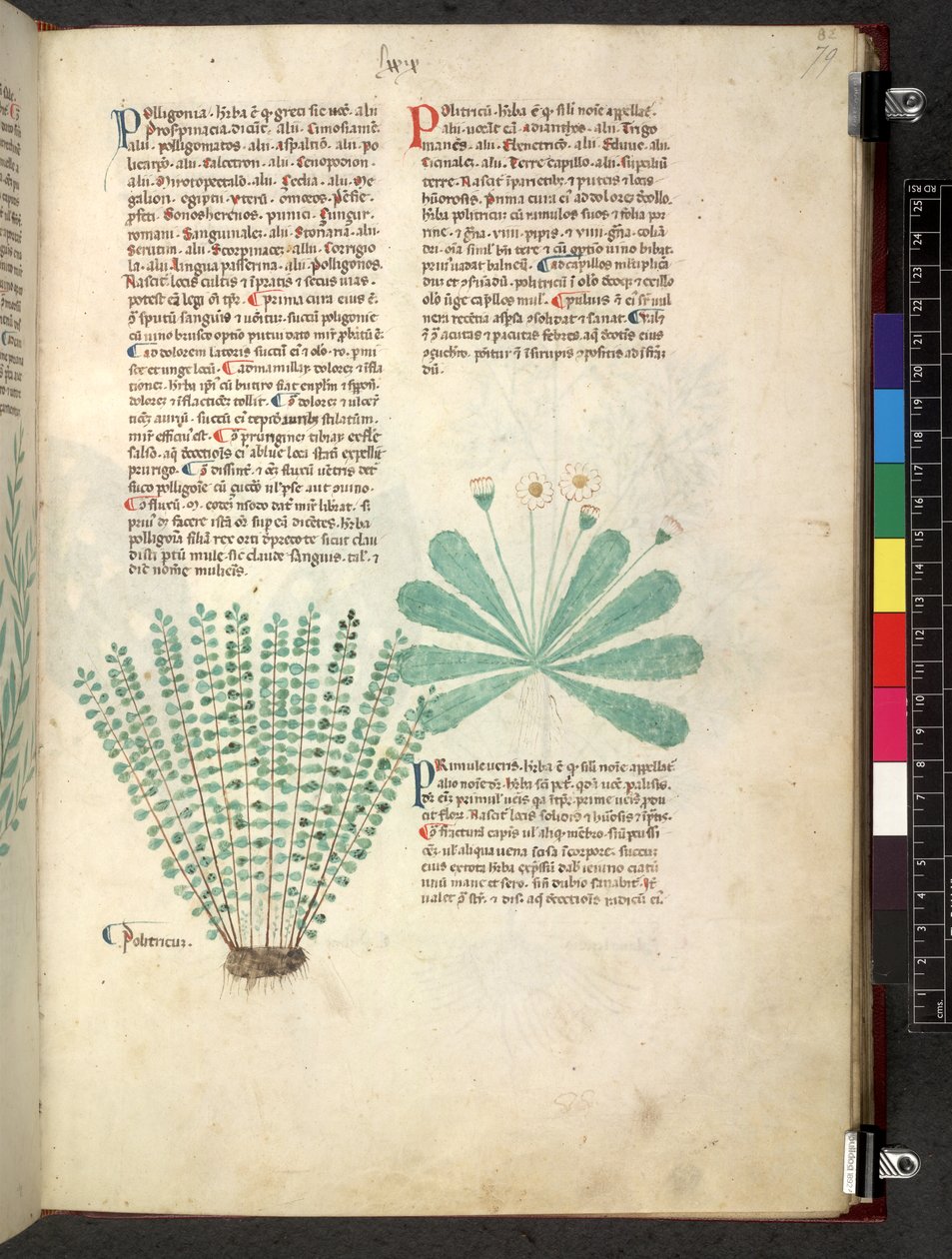 Tractatus de herbis (Erbario) da School Italian