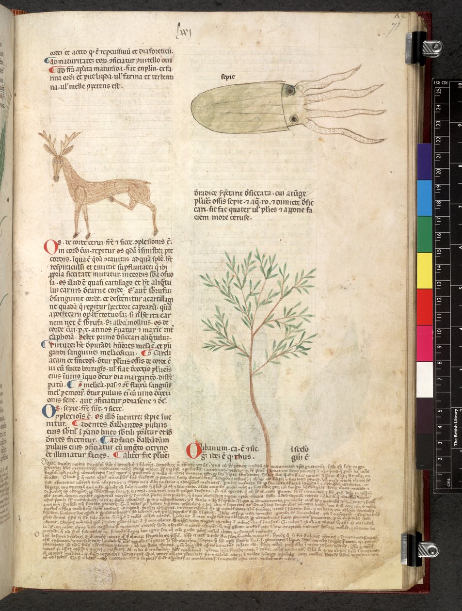 Tractatus de herbis (Erbario) da School Italian
