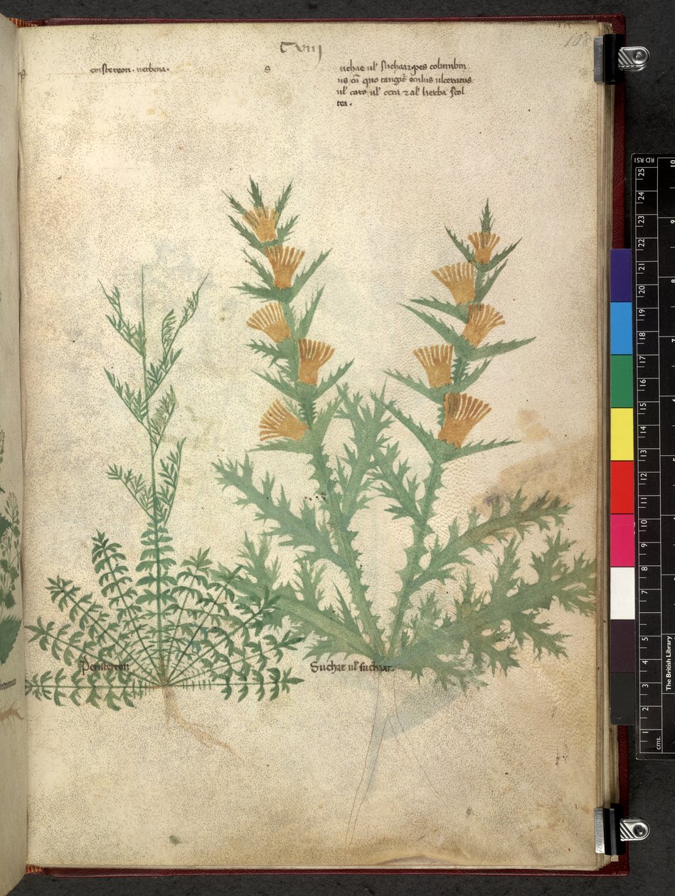 Tractatus de herbis (Erbario) da School Italian
