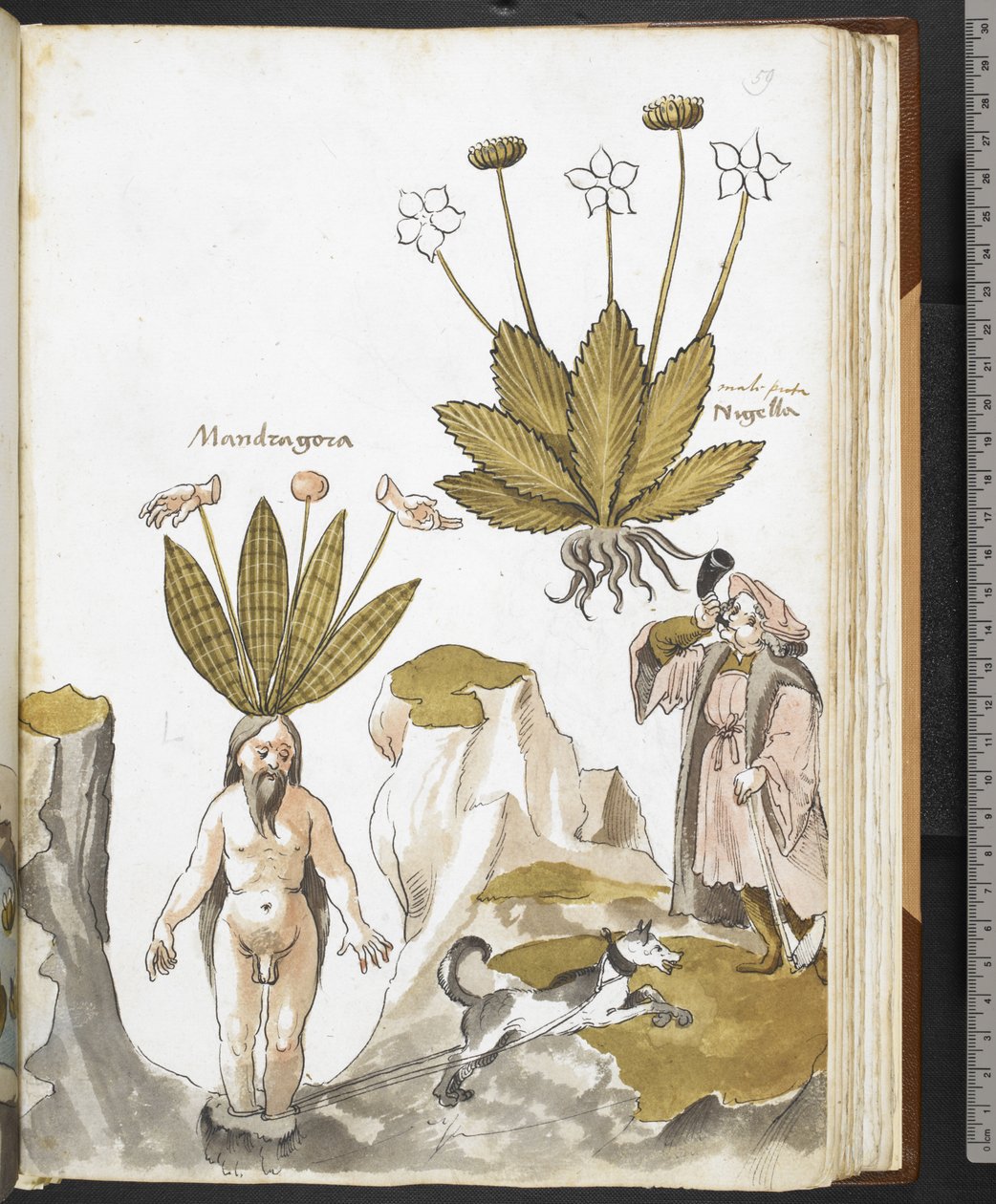Harley MS 3736 f.59r Una mandragora estratta da un cane, da 