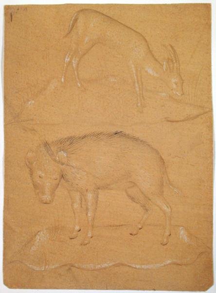 Studio di una capra e un cinghiale da School Italian