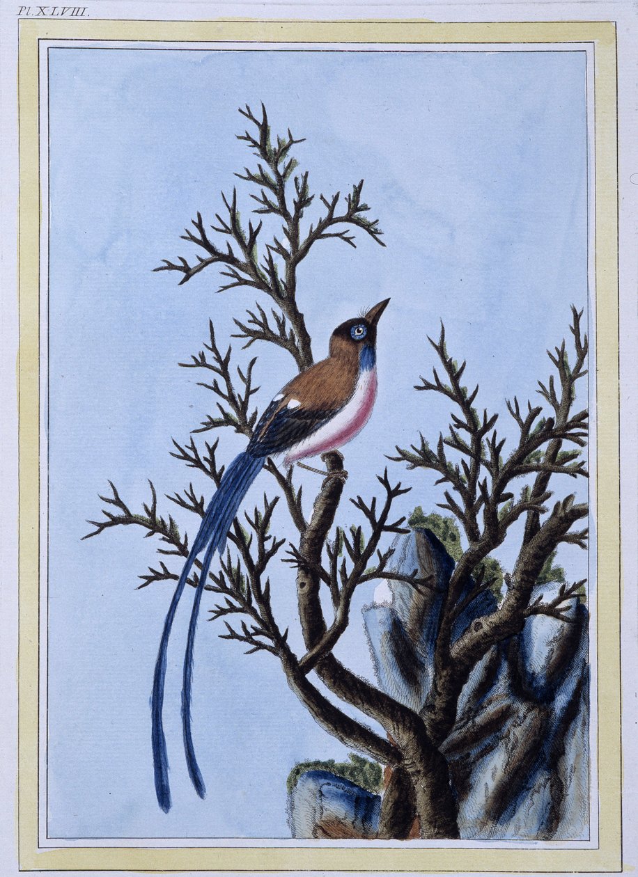 Uccello - stampa giapponese da Japanese School