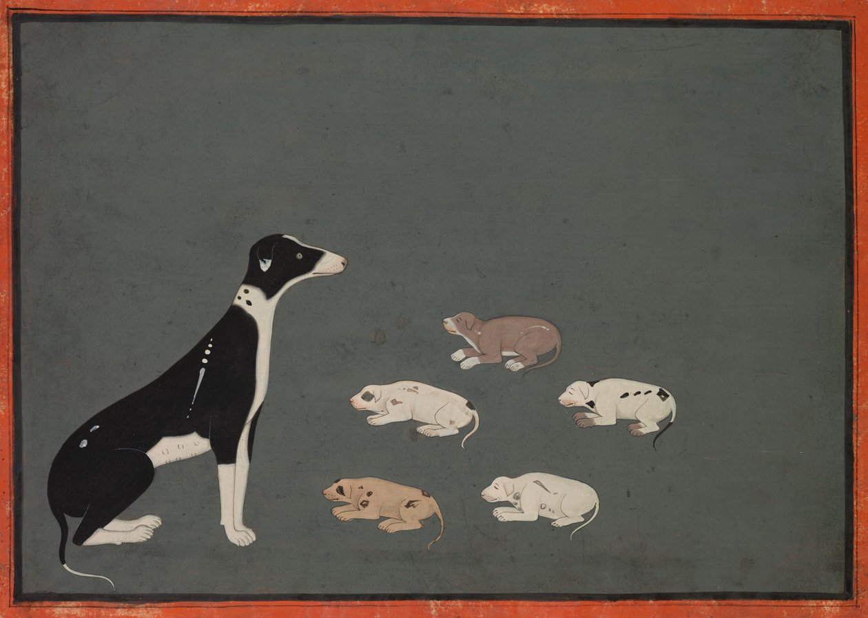 Cane con cuccioli, 1780 circa (inchiostro e acquerello opaco su carta) da School Mughal