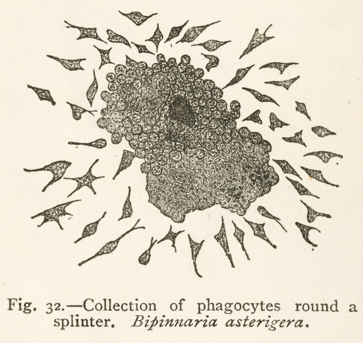 Disegno di Elie Metchnikoff di cellule fagocitiche che circondano una particella estranea da School Russian