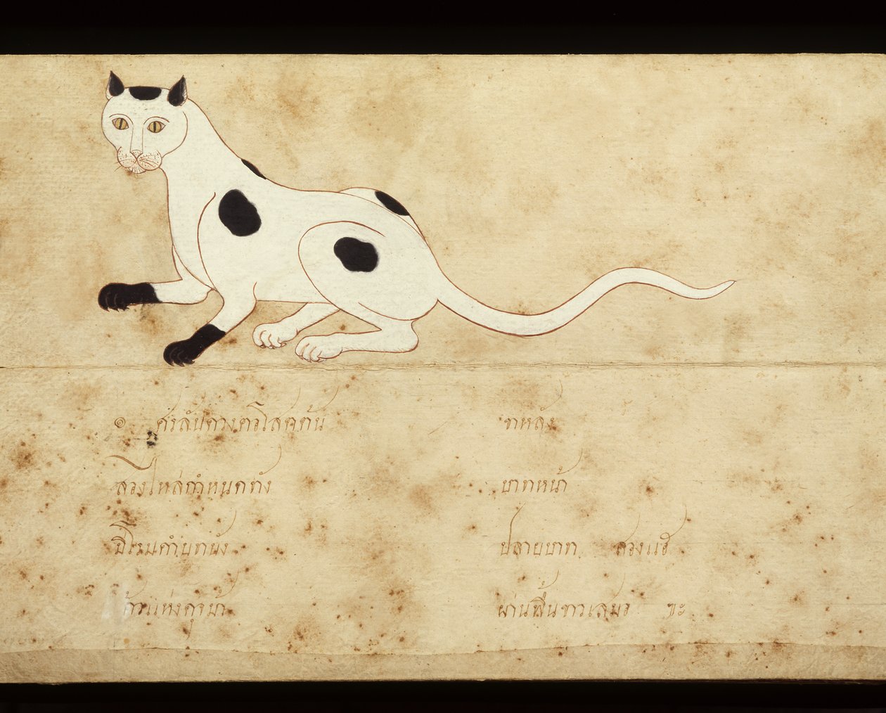 Foglio di un manoscritto sui gatti siamesi, inizio XX secolo da School Thai