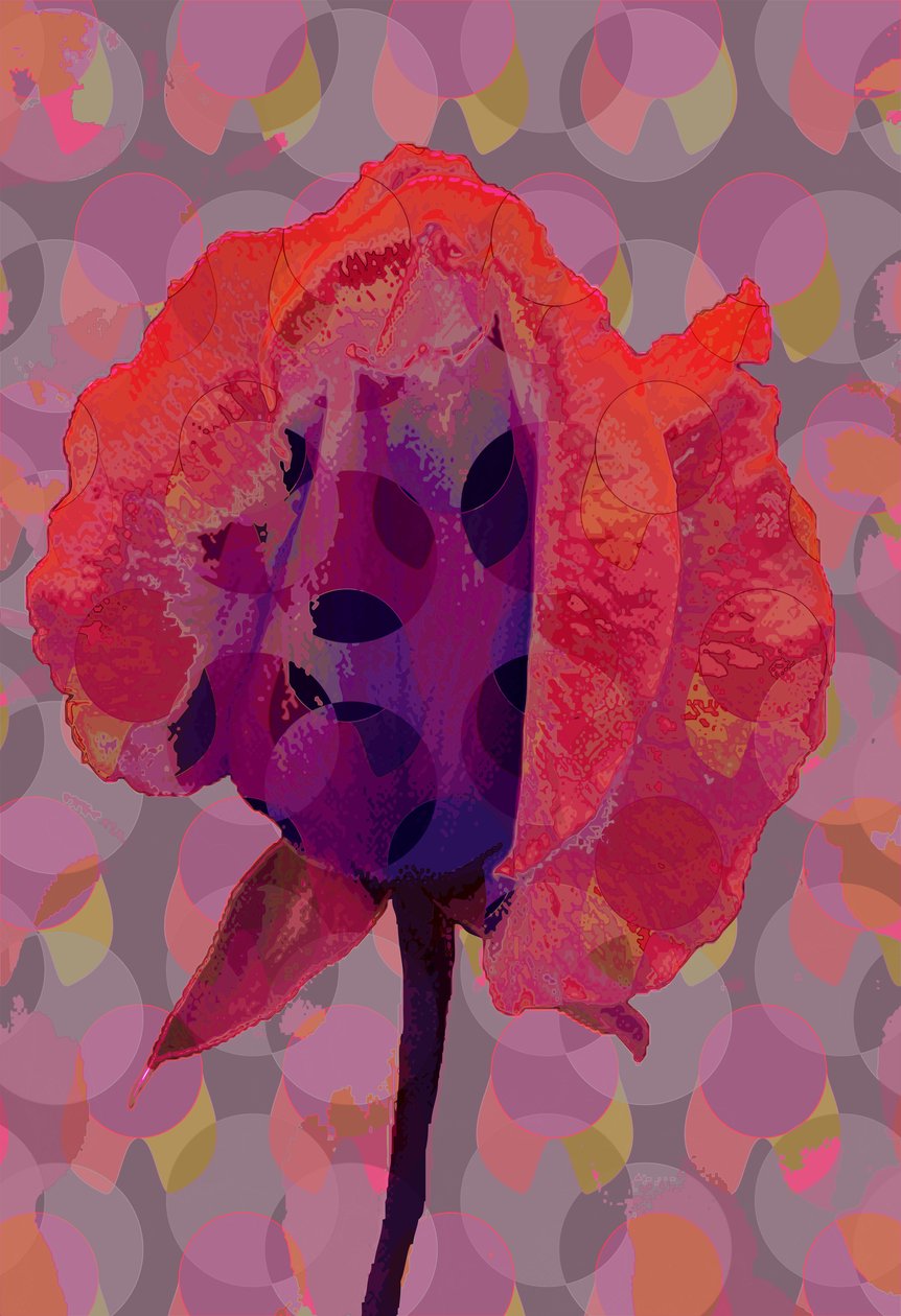 Rosa Tea 3 da Scott J. Davis