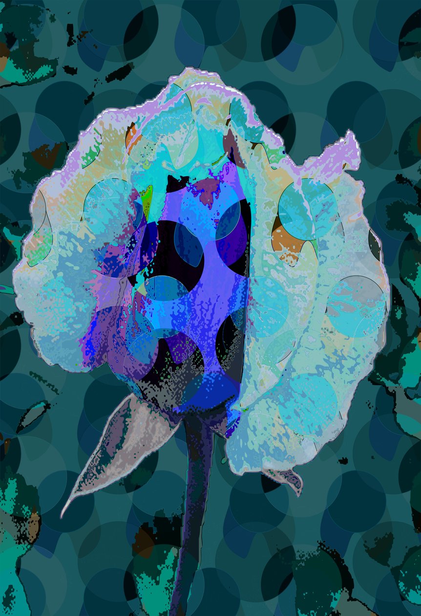 Rosa del tè 5B da Scott J. Davis