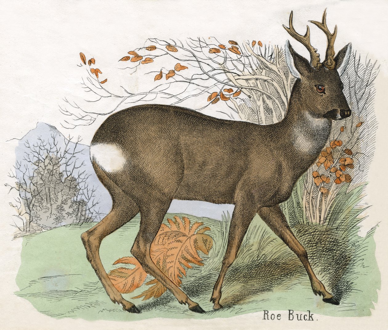 Stampa Antica di un Capriolo Maschio da Scottish School