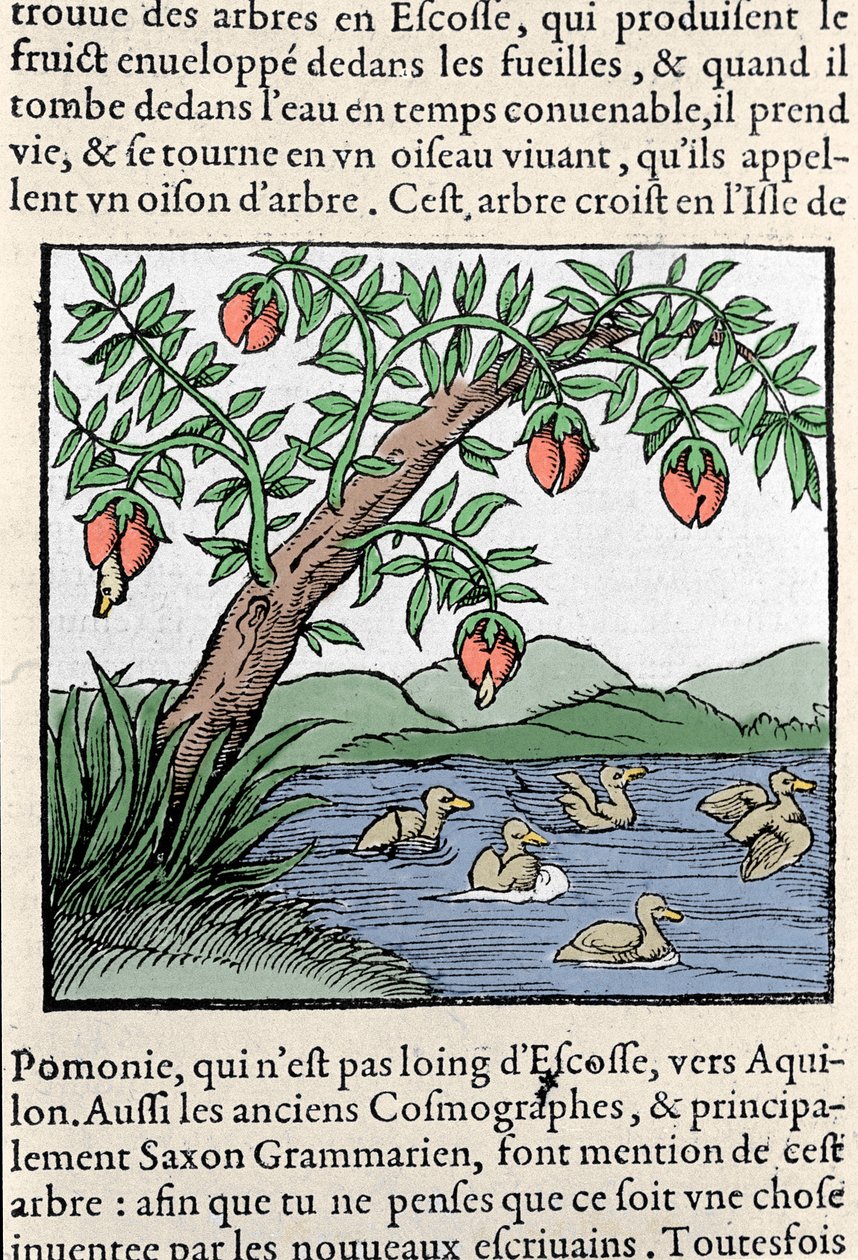 Rappresentazione di uccelli nati sugli alberi Xilografia tratta dalla "Cosmografia Universale" di Sebastien Munster. Bale da Sebastian Munster