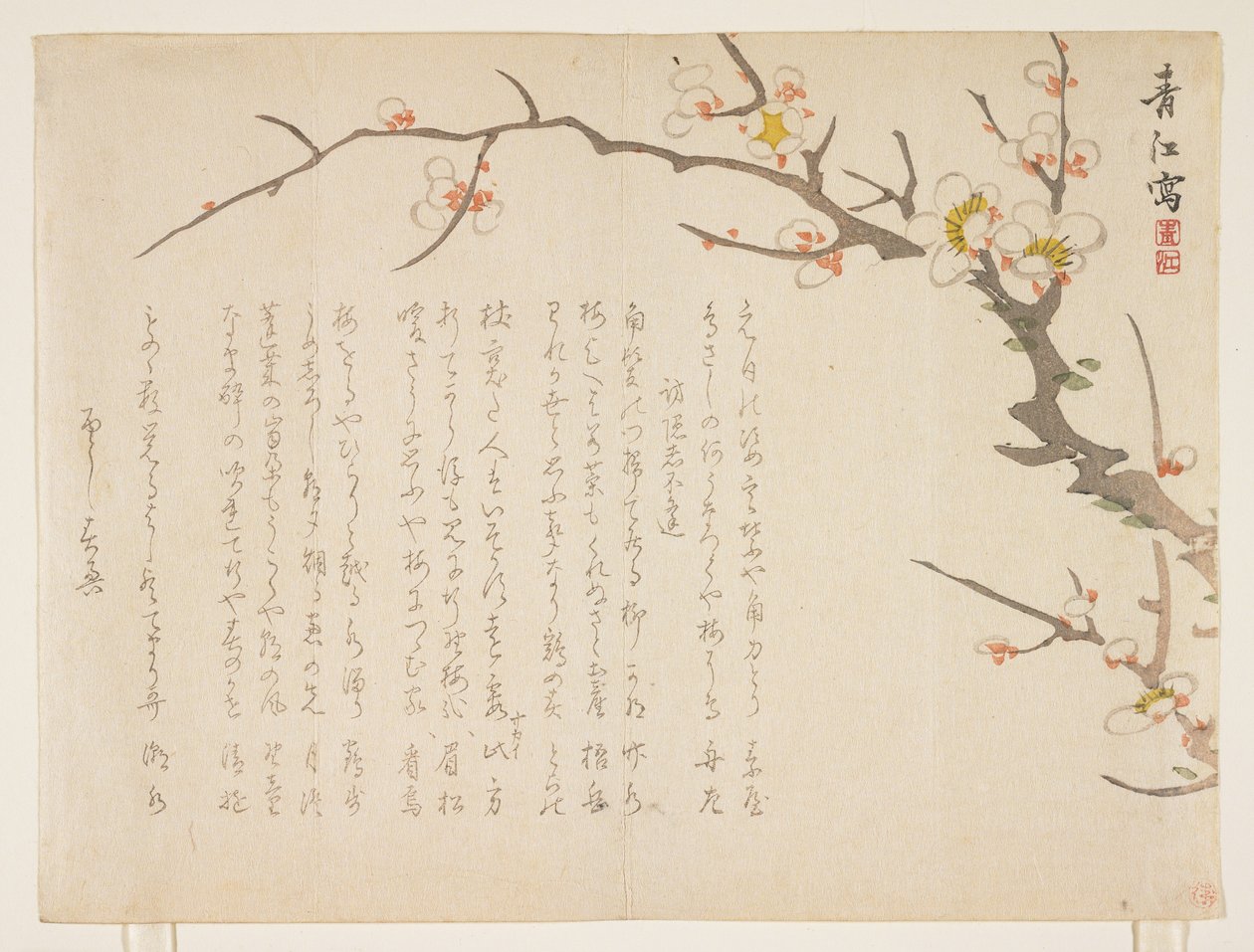Prugno in fiore da Seik Hashimoto