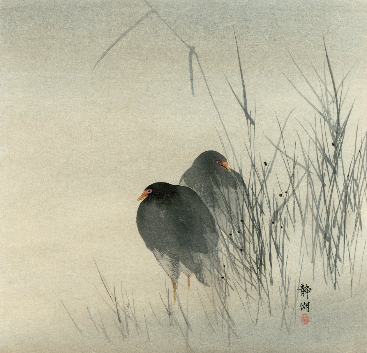 Due gallinelle d