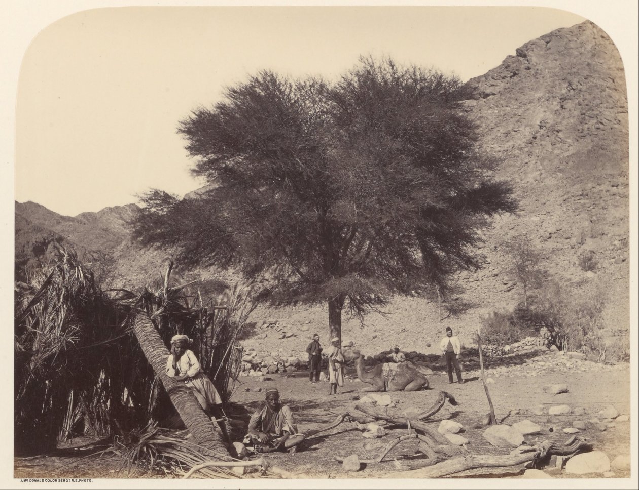 Albero di Seyal (Shittim), dedicato al santo patrono, Wady Feiran da Sgt. James M. McDonald