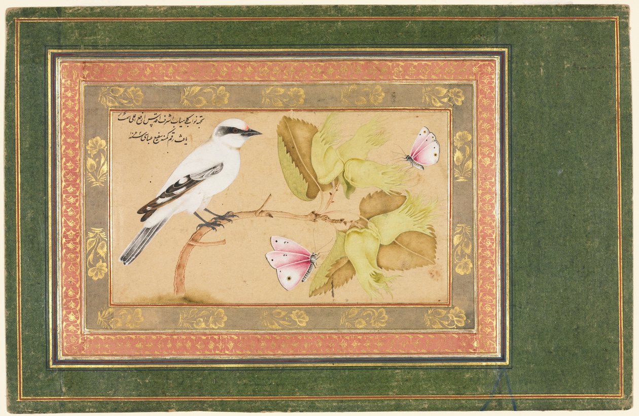 Uccello Bianco e Nero su un Arbusto da Shafi Abbasi