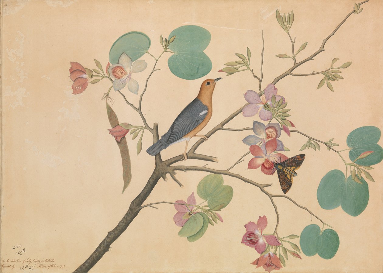 Un Tordo dal Capo Arancione e una Sfinge Testa di Morto su un Ramo di Orchidea di Ebano Viola, 1778 da Shaikh Zain ud Din