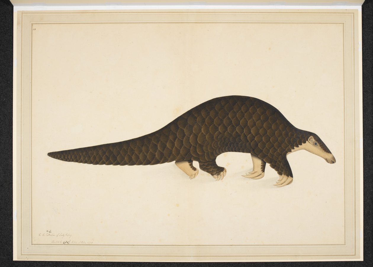 Pangolino o formichiere squamoso da Shaikh Zain ud-Din (fl.1777-83)